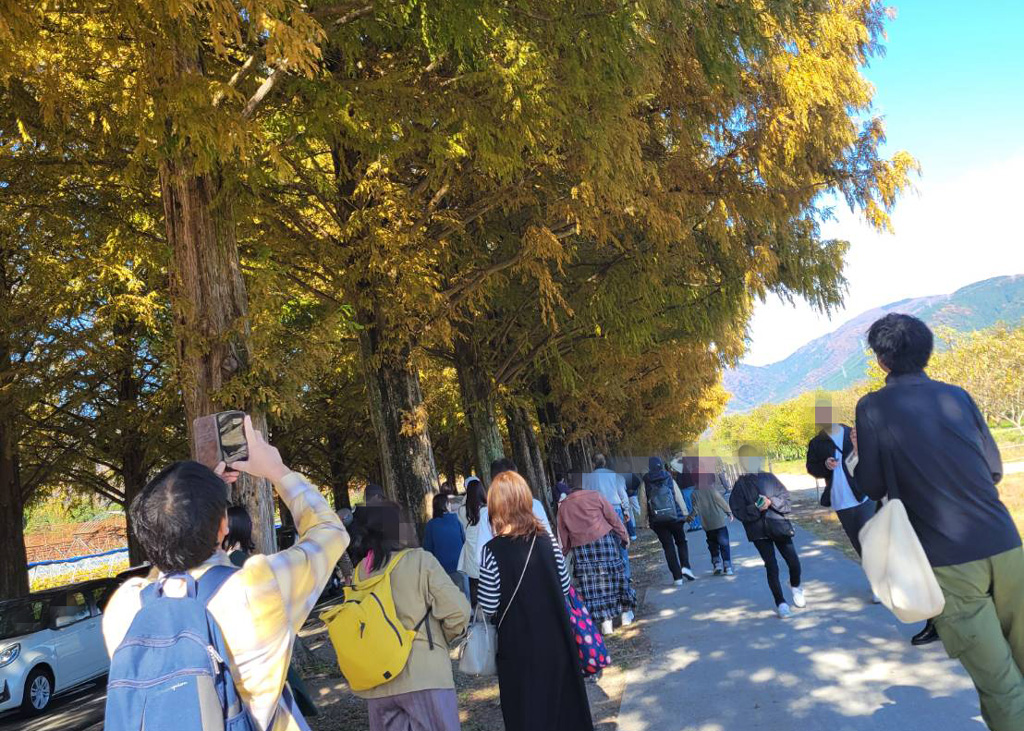 メタセコイヤ並木の写真