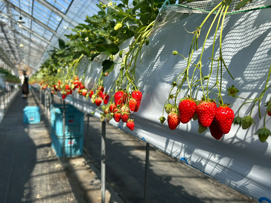 いちご狩りの写真