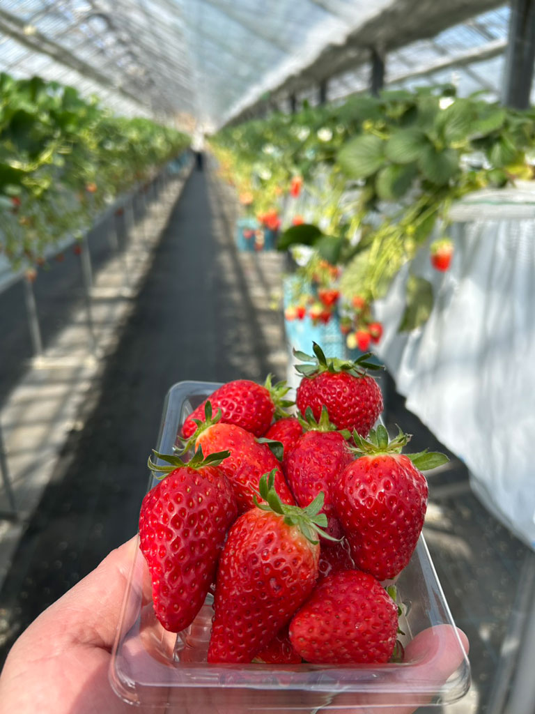 真っ赤ないちごの写真