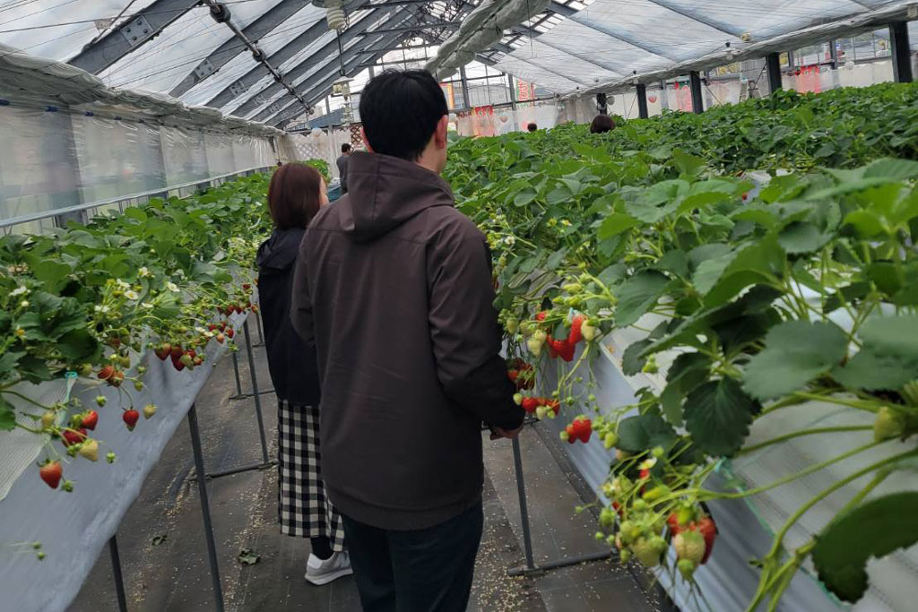 いちご狩りツアーの写真