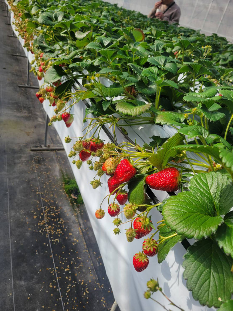 あすかルビーいちご狩りイメージ写真