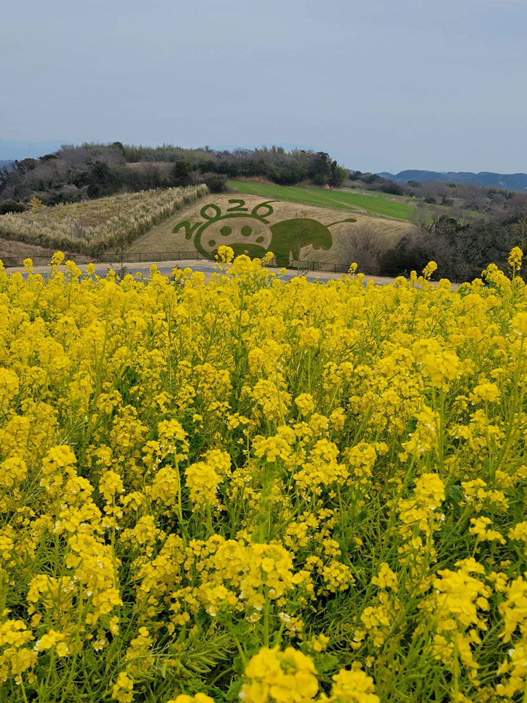 菜の花が満開の写真