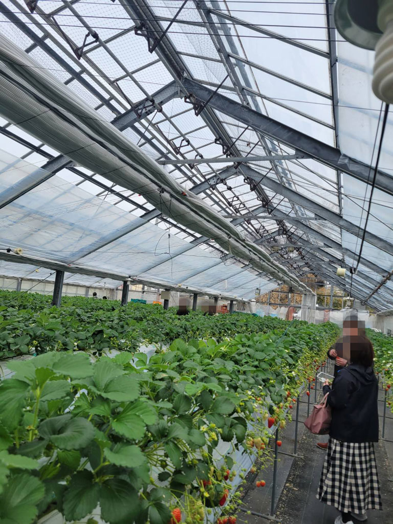 いちご狩りのハウス写真