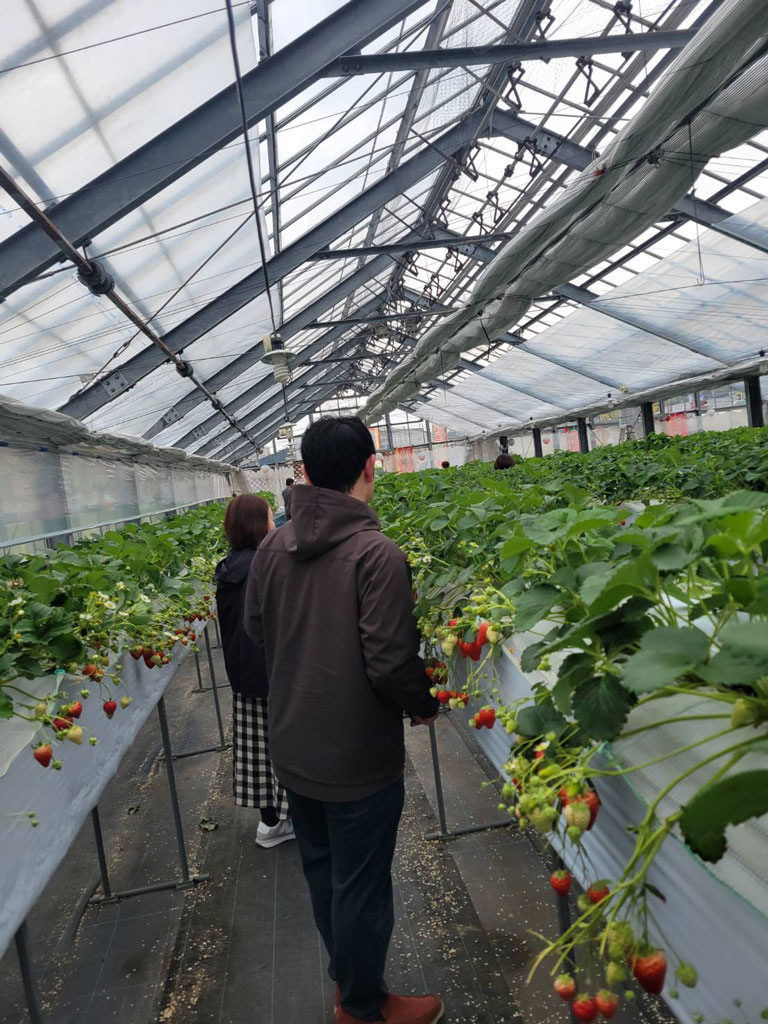 いちご狩りの写真