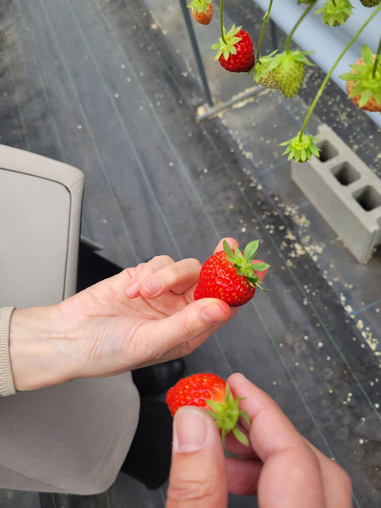 真っ赤ないちごを手に持った写真