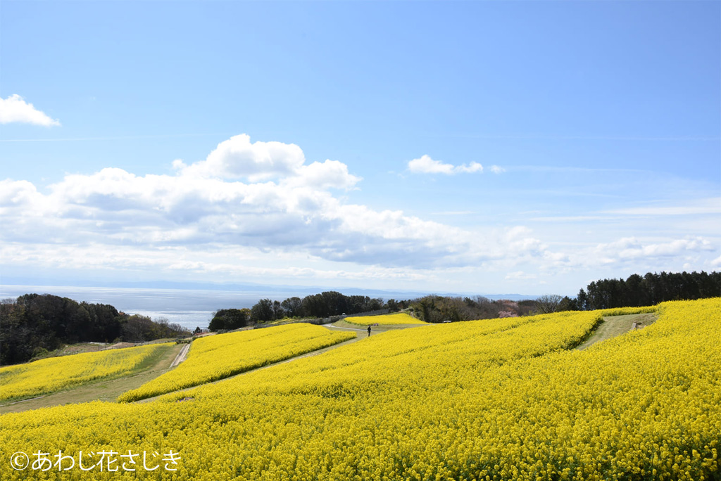 菜の花の写真（あわじ花さじき）
