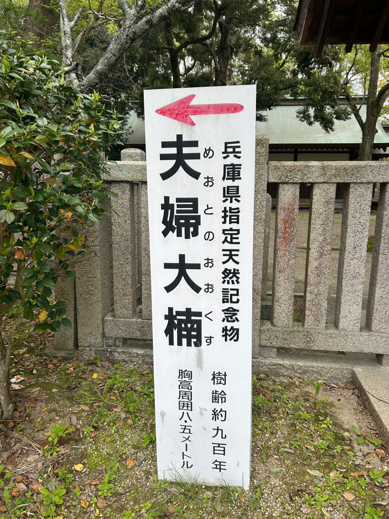 夫婦大楠の看板の写真