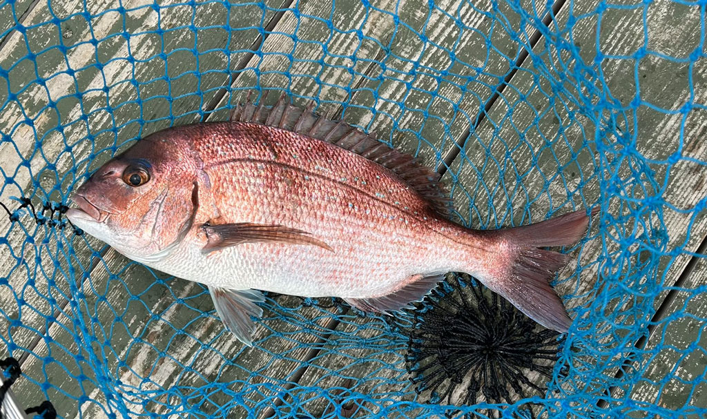 釣れた鯛の写真
