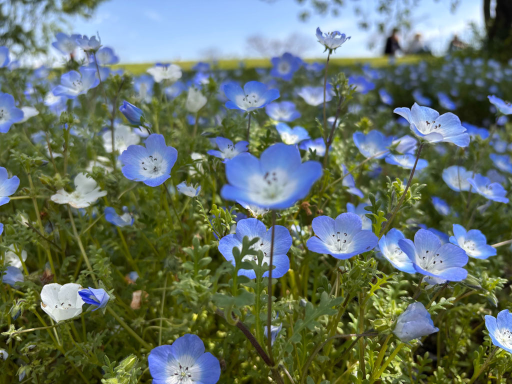 馬見丘陵公園のネモフィラの写真