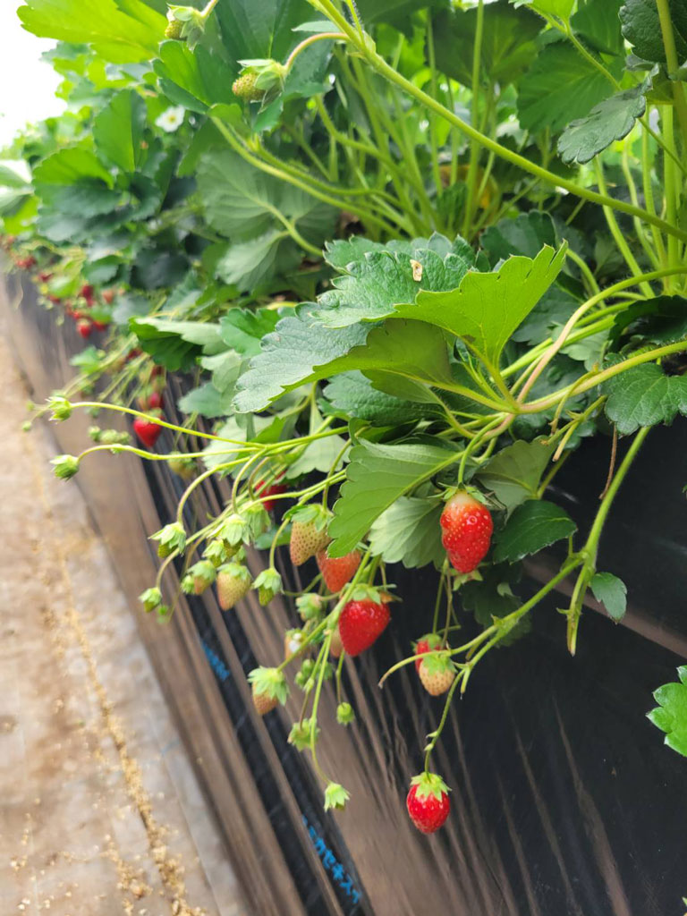 あすかルビーのいちご狩り写真