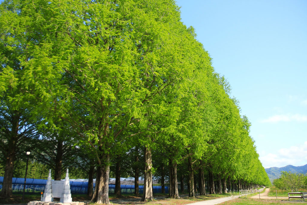 メタセコイア並木の写真