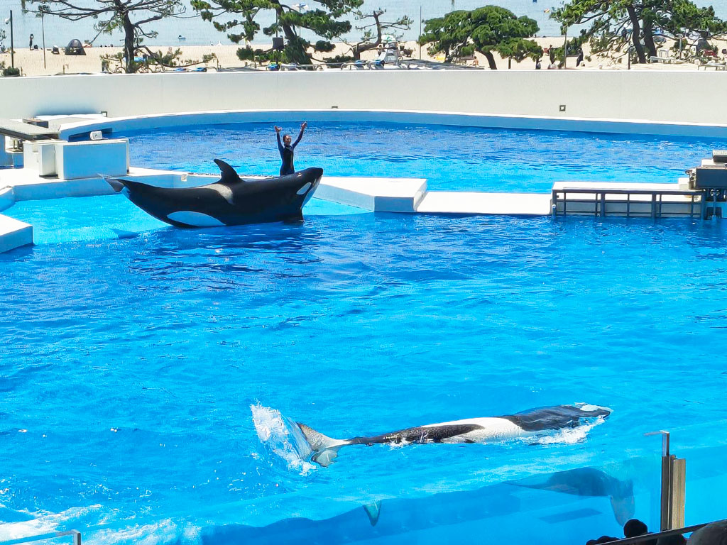 須磨シーワールドのオルカショー（シャチショー）写真