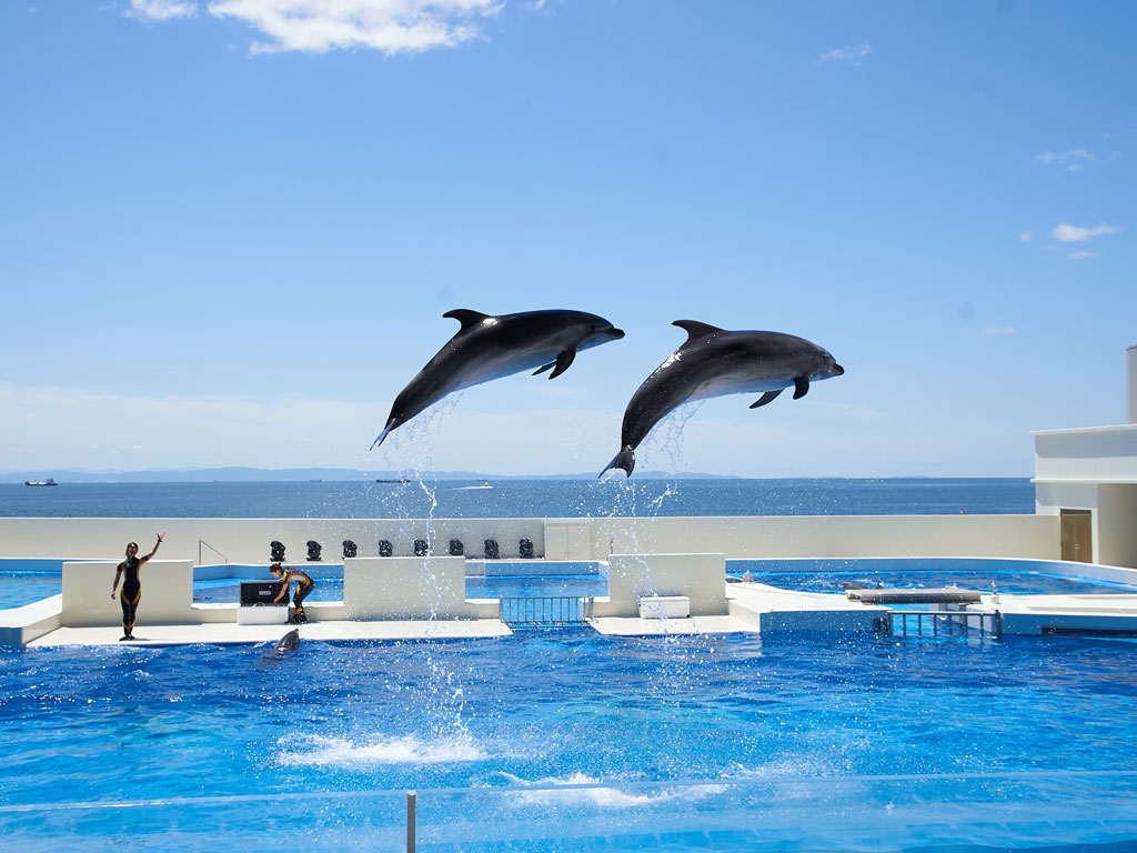 須磨シーワールドのイルカショー写真