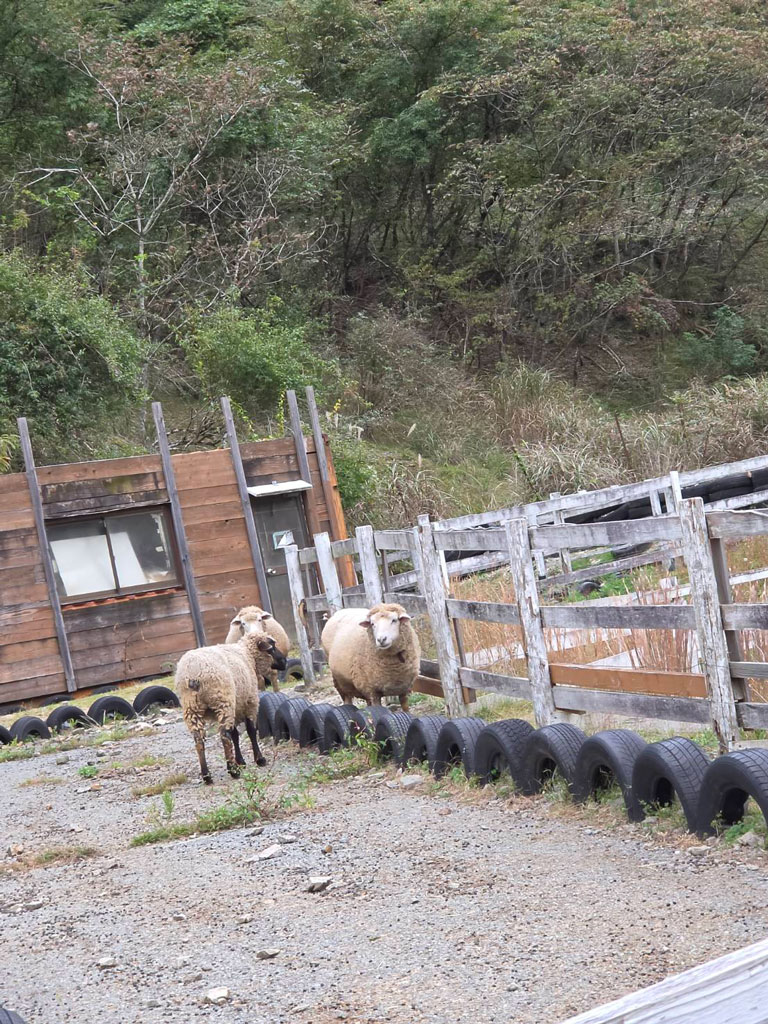 ヨーデルの森の飼育エリアで過ごす羊たち