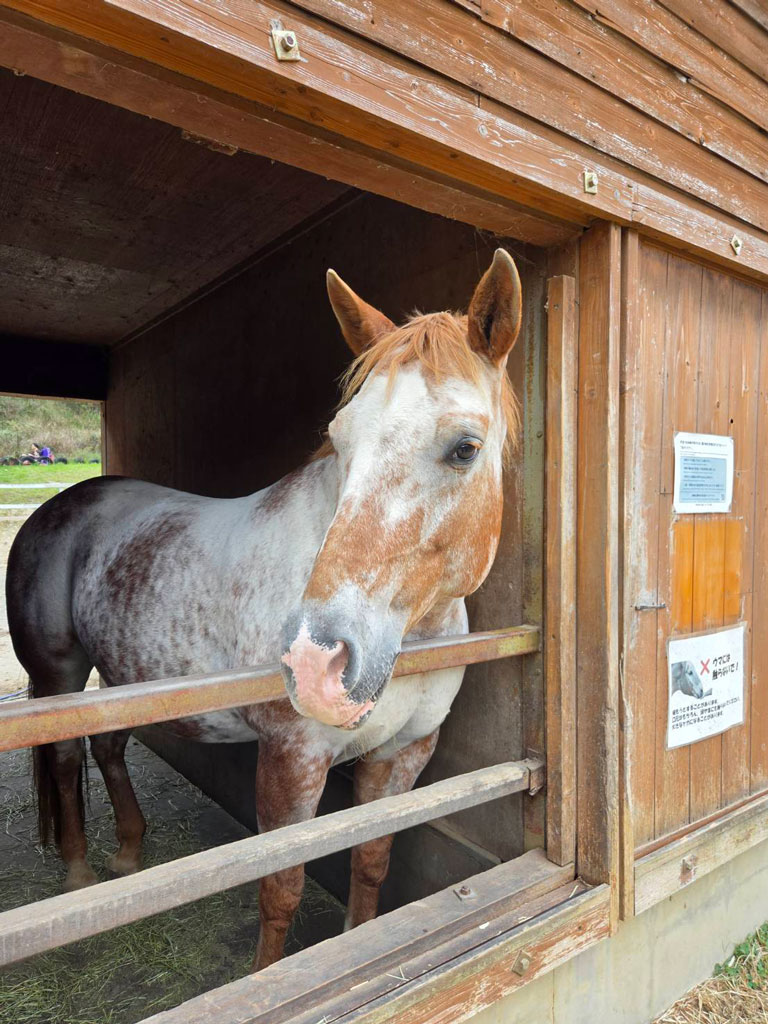 ヨーデルの森の馬小屋から顔をのぞかせる馬
