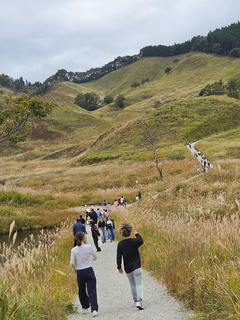ススキが広がる砥峰高原の散策路を歩く人々